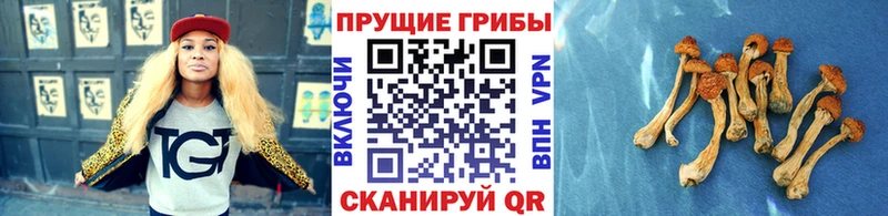 Галлюциногенные грибы прущие грибы  Велиж 
